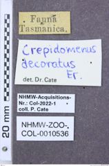 Etikette zu Crepidomenus decoratus (NHMW-ZOO-COL-0010536)